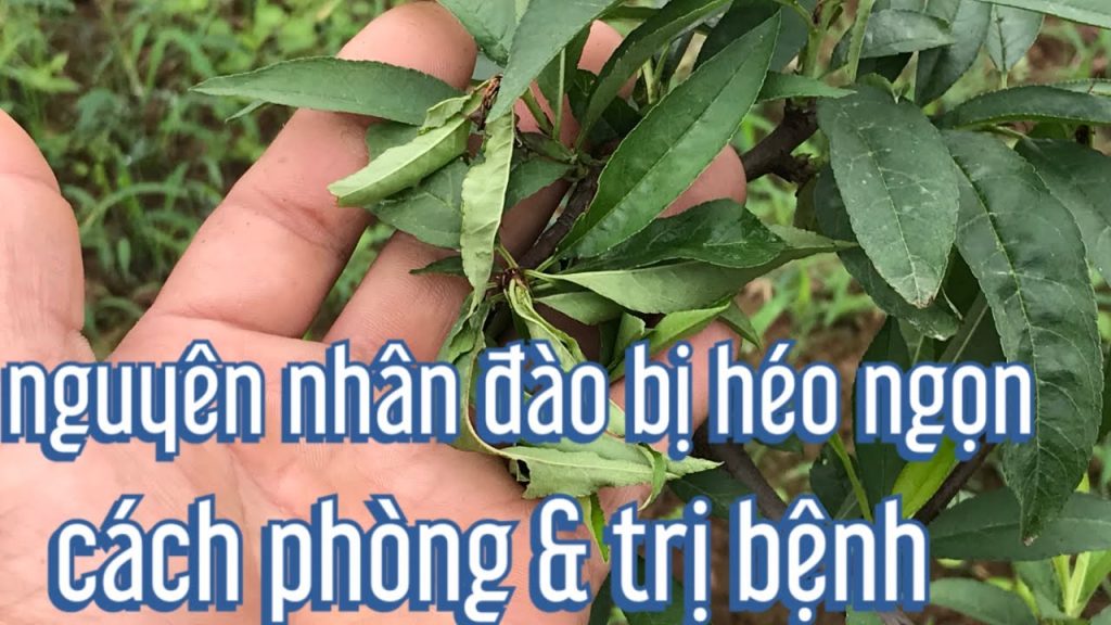 cây sao đen bị héo ngọn