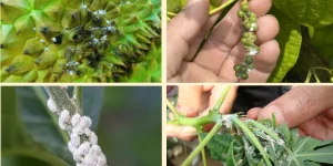 Tác hại của rệp sáp