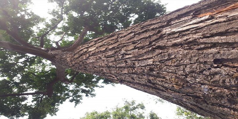 Vỏ Cây Sao Đen: Đặc Điểm Nhận Biết Và Tác Dụng Kháng Viêm Kỳ Diệu 2 Vỏ cây sao đen