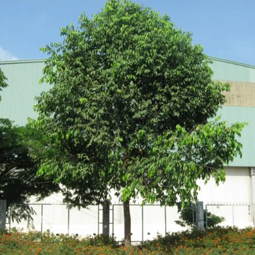 Cách Phòng Trừ Và Đặc Trị Sâu Đục Cây Sao Đen Hiệu Quả Tận Gốc 1 y. sao den