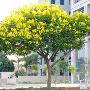 Đặc điểm hình thái thân lá hoa của cây chuông vàng công trình