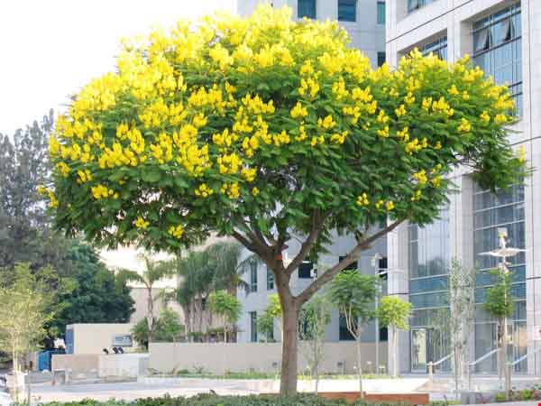 Đặc điểm hình thái thân lá hoa của cây chuông vàng công trình