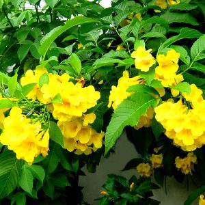 Ứng dụng cây chuông vàng công trình tại các khu đô thị lớn