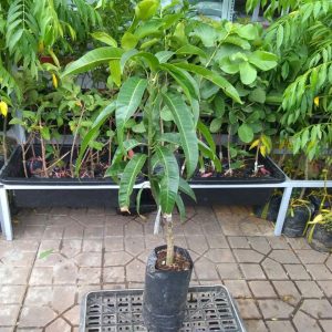 Top 1 Đơn Vị Cung Cấp Giống Cây Xoài Uy Tín, Giá Tốt