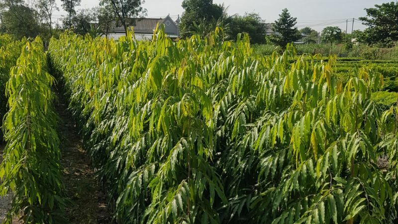Bảng báo giá cây Hoàng Nam chi tiết tại nhà vườn Cảnh Quan Minh Hiếu