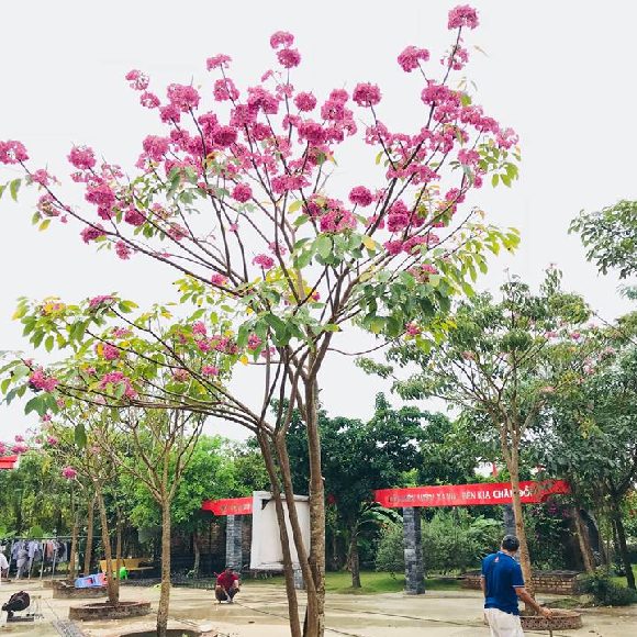 Mua Bán Cây Kèn Hồng Công Trình Giá Tốt 2026 1 Cây kèn hồng