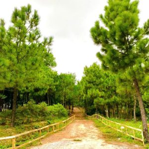Mua Bán Cây Thông Mã Vĩ Công Trình, Cổ Thụ Thuần Bầu Giá Tại Vườn
