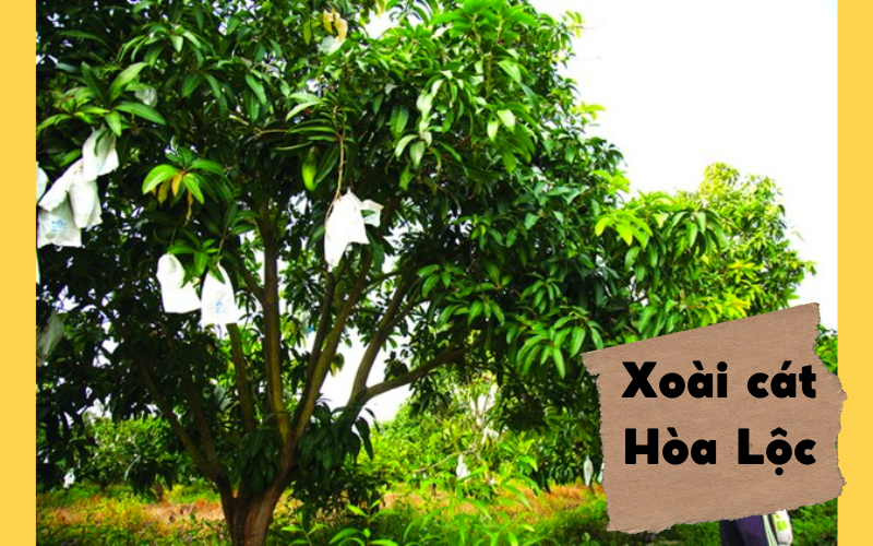 Cây xoài cát Hòa Lộc