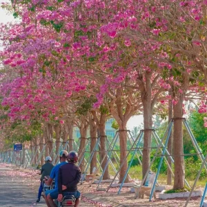 Mua Bán Cây Kèn Hồng Công Trình Giá Tốt 2026