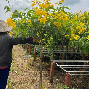 Ứng dụng cây chuông vàng công trình tại các khu đô thị lớn
