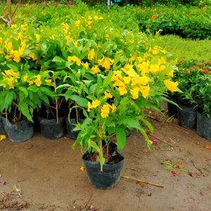 Ứng dụng cây chuông vàng công trình tại các khu đô thị lớn