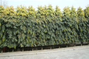 Cây hoàng nam hàng rào