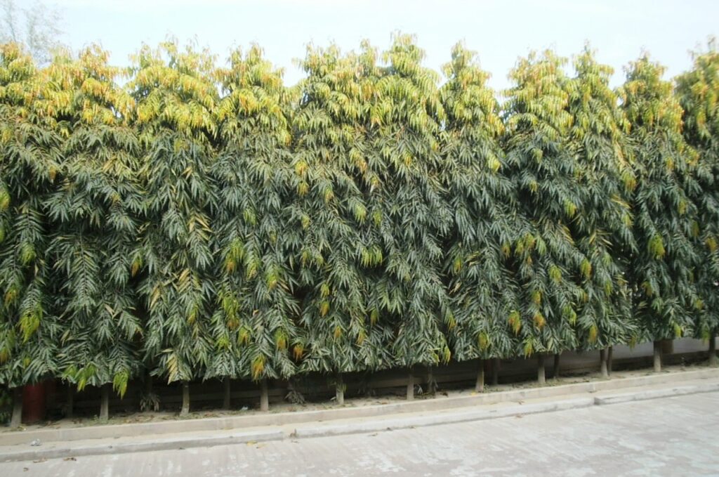 Cây hoàng nam tên khoa học là gì