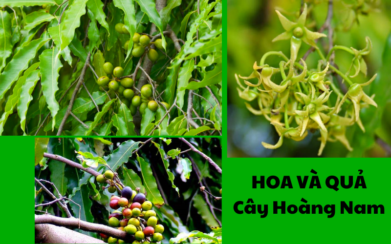 Quả Cây Hoàng Nam Ăn Được Không? Lưu Ý An Toàn 3 Hoa và quả cây hoàng nam