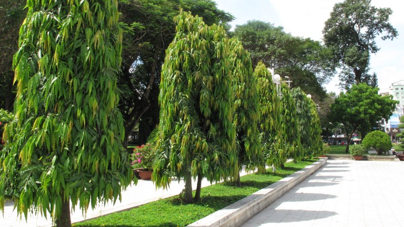 Bảng báo giá cây Hoàng Nam chi tiết tại nhà vườn Cảnh Quan Minh Hiếu