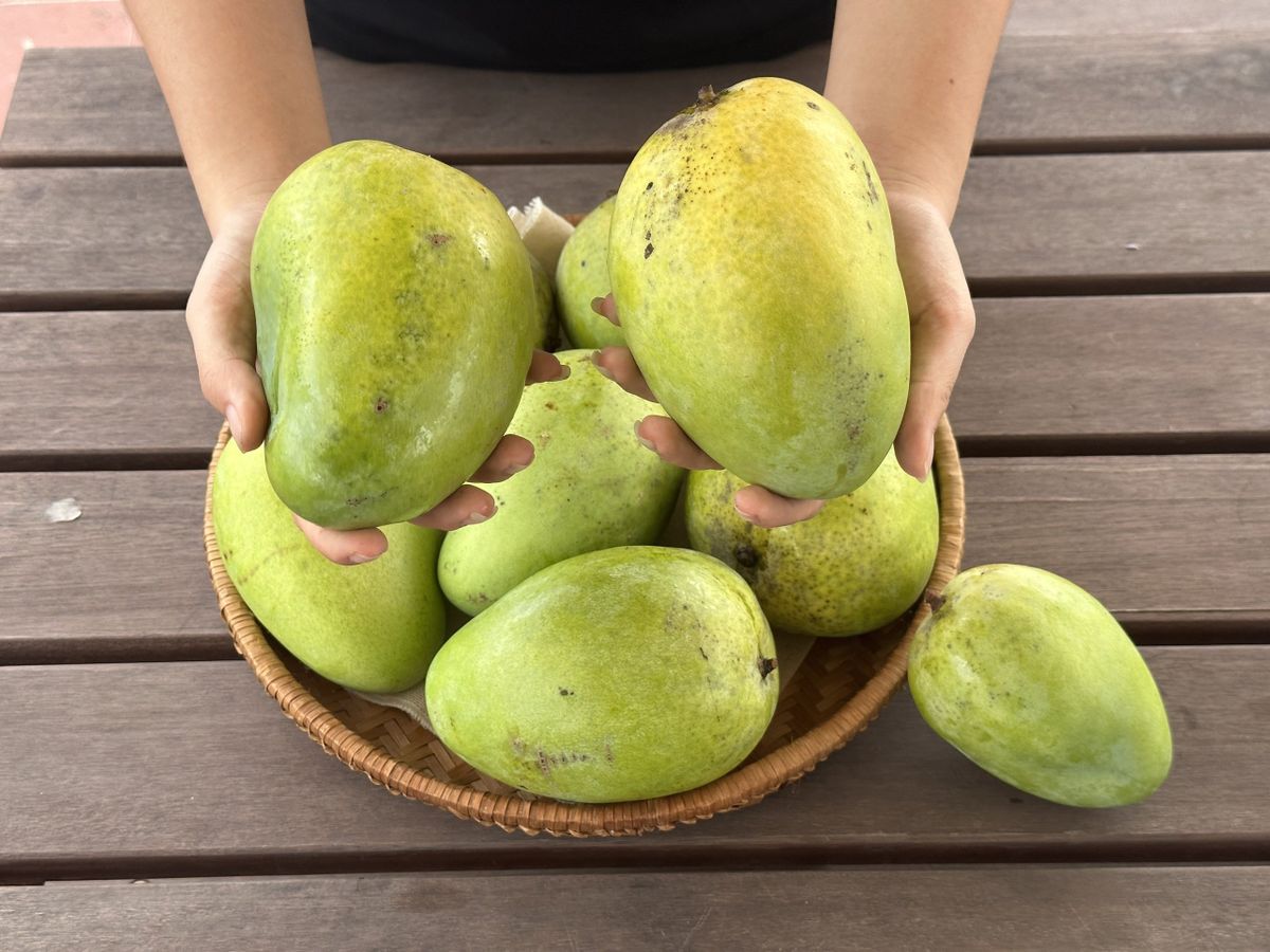Xoài Tứ quý