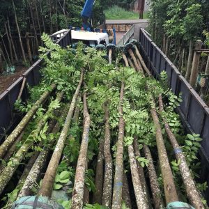 Cây lát hoa: Đặc điểm, giá bán và kỹ thuật trồng bứng 2 Cây lát hoa