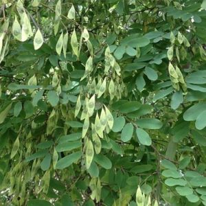 Báo Giá Cây Cẩm Lai Đại Thụ Cảnh Quan: Phom Tuyển Chọn, Độc Bản Tại Vườn