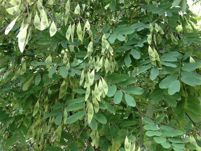 Báo Giá Cây Cẩm Lai Đại Thụ Cảnh Quan: Phom Tuyển Chọn, Độc Bản Tại Vườn