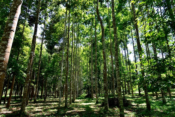 Cây  chỏ chỉ Minh HIếu