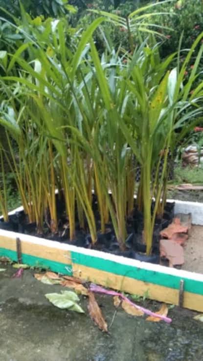 Báo Giá Cây Giống Dừa Nước Sỉ Tận Vườn: Khỏe Mạnh, Đóng Bầu Sẵn 2 Cây giống dừa nước