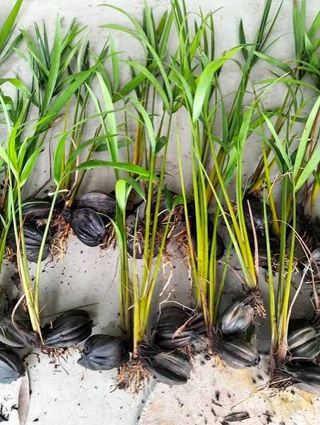 Báo Giá Cây Giống Dừa Nước Sỉ Tận Vườn: Khỏe Mạnh, Đóng Bầu Sẵn 3 Cây giống dừa nước Minh Hiếu