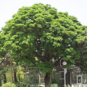 Mua Bán Cây Nhội Công Trình, Gốc Cổ Thụ Thuần Bầu Báo Giá Tận Vườn