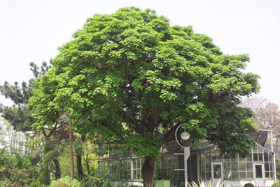 Mua Bán Cây Nhội Công Trình, Gốc Cổ Thụ Thuần Bầu Báo Giá Tận Vườn