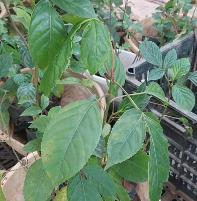 Báo Giá Cây Nhội Giống Sỉ Tận Vườn: Khỏe Mạnh, Rễ Đóng Bầu Chắc Chắn 3 Cây nhội giống Minh Hiếu