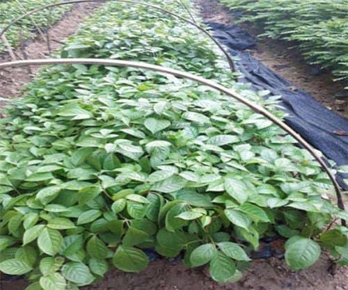 Báo Giá Cây Nhội Giống Sỉ Tận Vườn: Khỏe Mạnh, Rễ Đóng Bầu Chắc Chắn 2 Mật độ trồng cây nhội giống