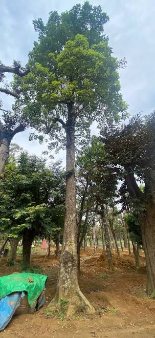 Cây nhội cao 