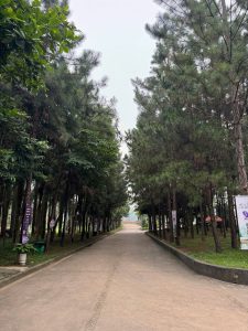 Cây thông