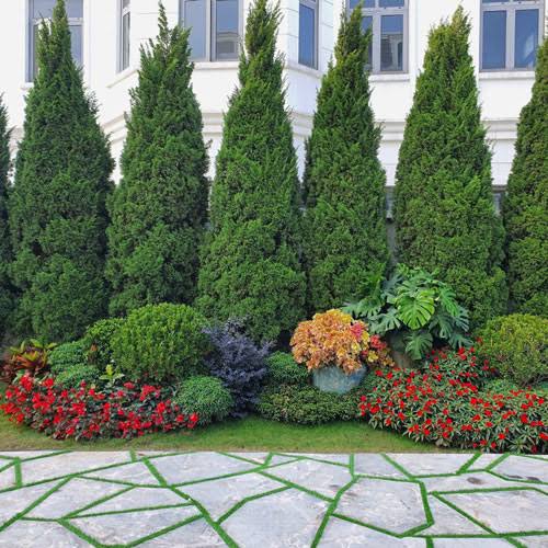Tổng Kho Cây Tùng Tháp Giá Tận Gốc – Chiết Khấu Sâu Cho Dự Án Lớn
