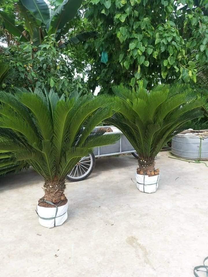 Cây vạn tuế