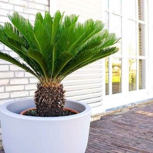 Báo Giá Cây Vạn Tuế Công Trình: Thuần Bầu, Bao Sống 100%