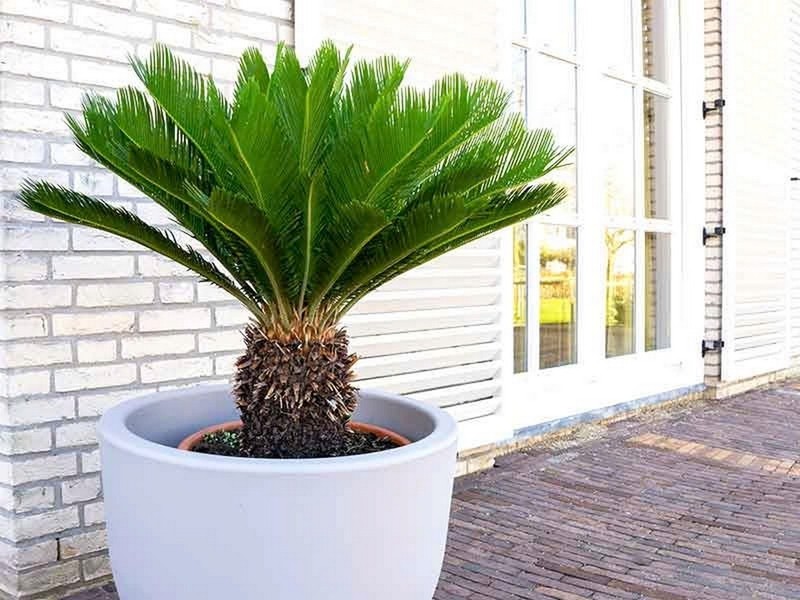Báo Giá Cây Vạn Tuế Công Trình: Thuần Bầu, Bao Sống 100%