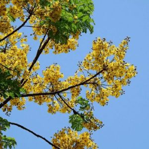 Báo Giá Cây Lim Xẹt Công Trình: Thuần Bầu, Bao Sống 100%
