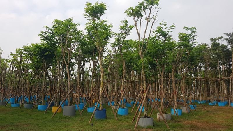 Vườn ươm cây giáng hương giống Thanh Hóa tại Cảnh Quan Minh Hiếu