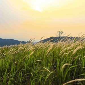 Bụi cỏ tranh lá hẹp dài mọc tự nhiên ngoài đồng