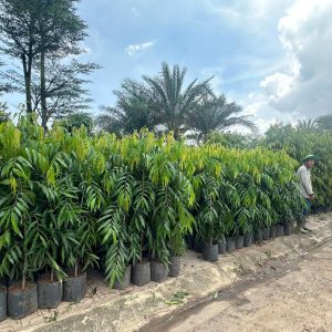 Hàng rào cây hoàng nam trồng thẳng tắp tại sân vườn biệt thự
