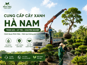Cung cấp cây xanh Hà Nam trọn gói tại Cảnh Quan Minh Hiếu