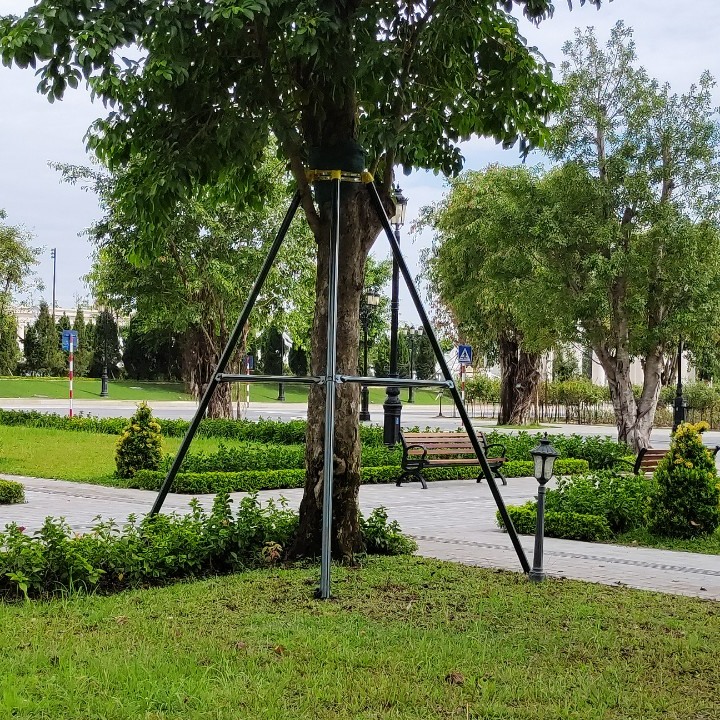 Cây công trình, cây bóng mát trồng đô thị Hà Nội