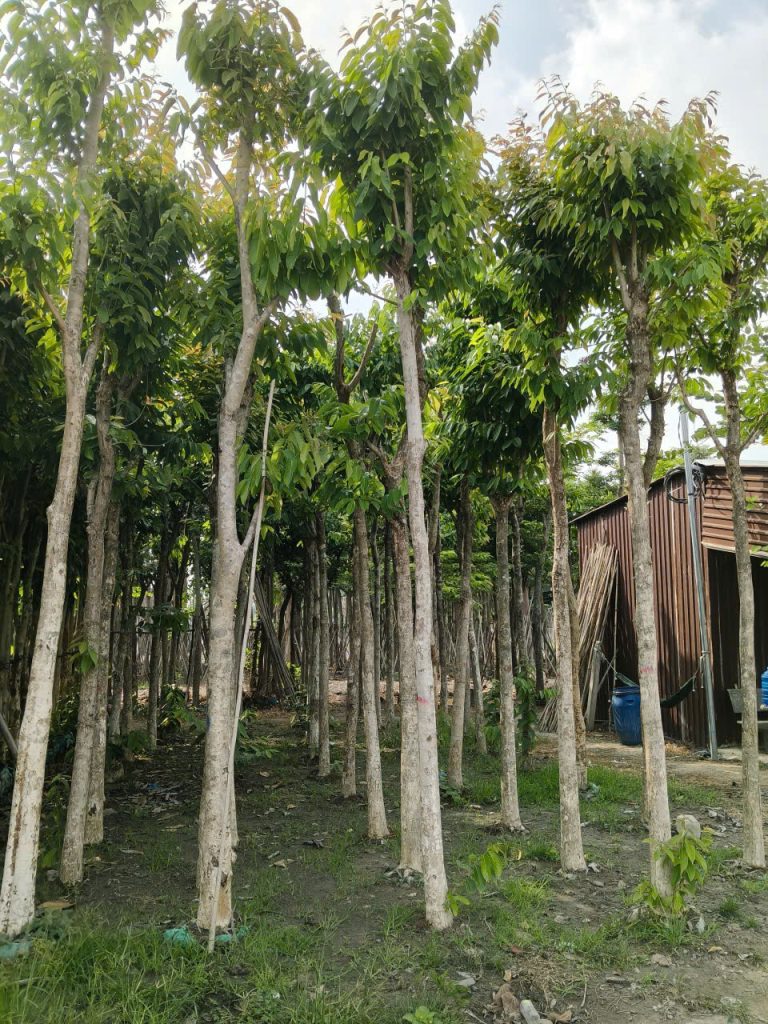 Đội ngũ kỹ sư Cảnh Quan Minh Hiếu thi công trồng cây bằng lăng tím