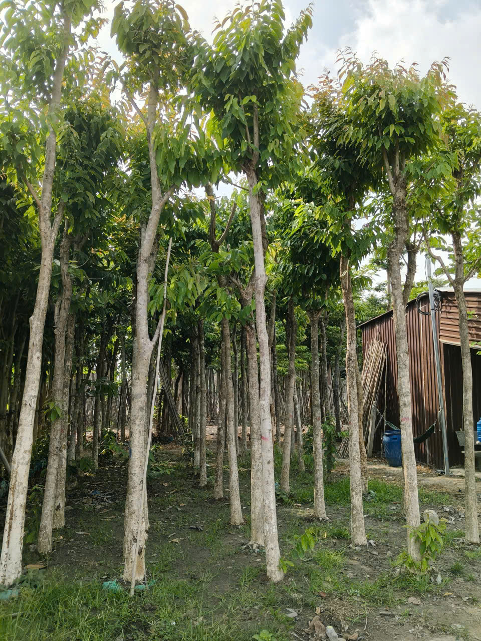 Đội ngũ kỹ sư Cảnh Quan Minh Hiếu thi công trồng cây bằng lăng tím