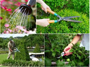 Cung cấp cây xanh Bình Thuận tại công trình cảnh quan