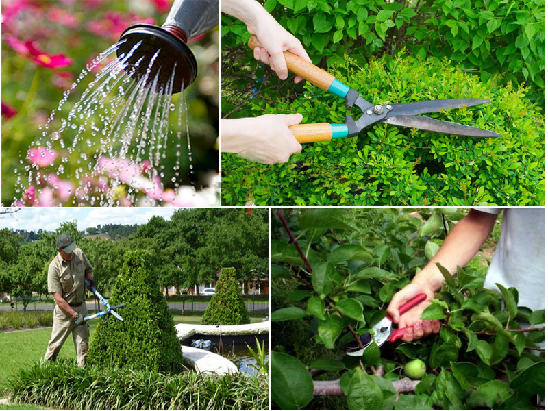 Cung cấp cây xanh Bình Thuận tại công trình cảnh quan