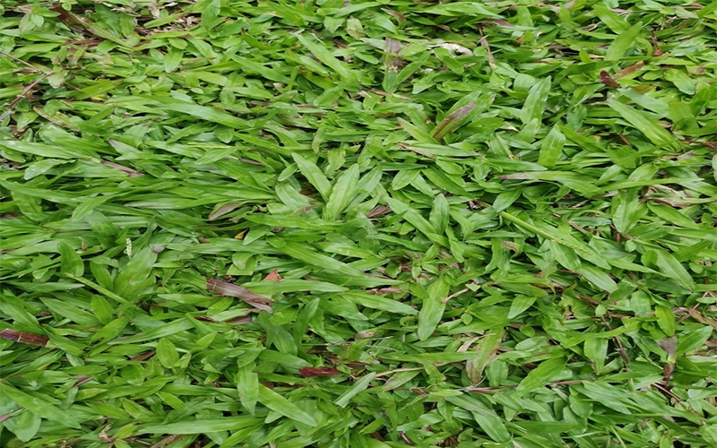 Cận cảnh cỏ lá gừng