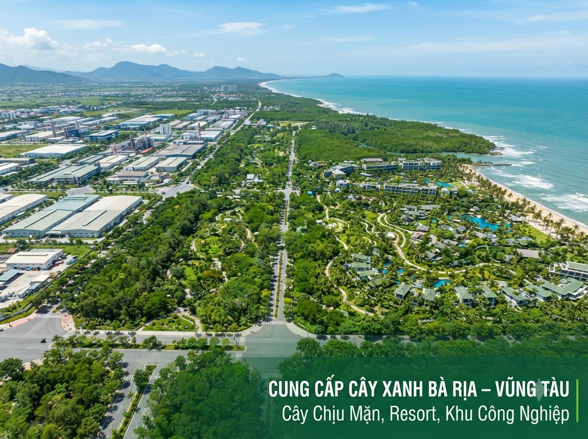 Báo giá cây xanh Bà Rịa Vũng Tàu Cảnh Quan Minh Hiếu