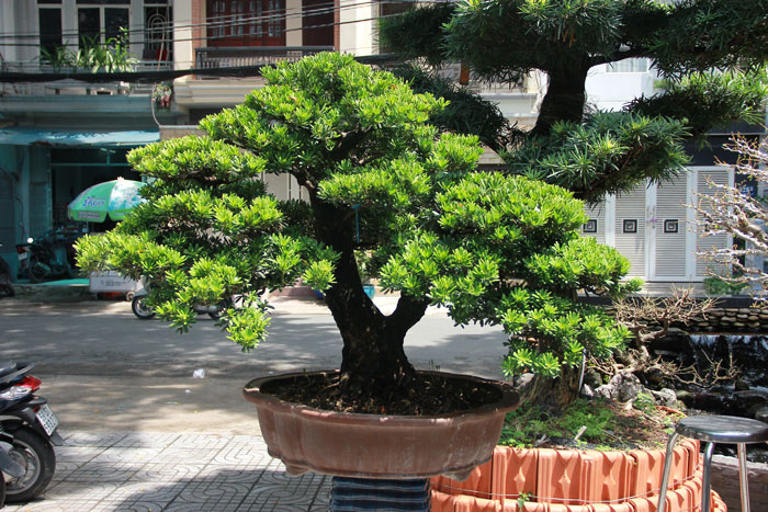 Cây tùng kim cương phong thủy chiêu tài lộc
