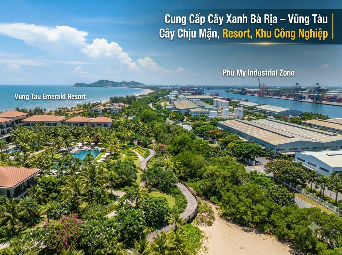 Cung cấp cây xanh Bà Rịa Vũng Tàu tại Cảnh Quan Minh Hiếu